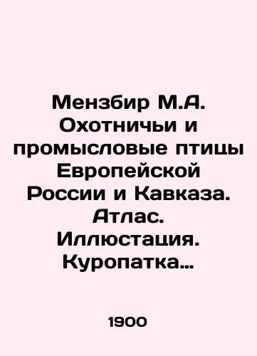 Menzbir M.A. Okhotnichi i promyslovye ptitsy Evropeyskoy Rossii i Kavkaza. Atlas. Illyustatsiya. Kuropatka tundryanaya. Lagopus mutus, Mont./Menzbir M.A. Hunting and commercial birds of European Russia and the Caucasus. Atlas. Illustration. Tundra partridge. Lagopus mutus, Mont. In Russian (ask us if in doubt) - landofmagazines.com