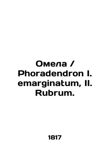 Omela Phoradendron I. emarginatum, II. Rubrum./mistletoe Phoradendron I. markinatum, II. Rubrum. In Russian (ask us if in doubt) - landofmagazines.com