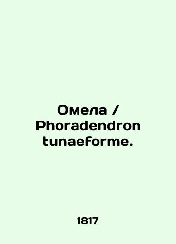 Omela Phoradendron tunaeforme./mistletoe Phoradendron tunaeforme. In Russian (ask us if in doubt) - landofmagazines.com