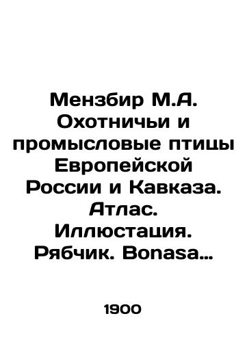 Menzbir M.A. Okhotnichi i promyslovye ptitsy Evropeyskoy Rossii i Kavkaza. Atlas. Illyustatsiya. Ryabchik. Bonasa canescens, Sparrm./Menzbir M.A. Hunting and commercial birds of European Russia and the Caucasus. Atlas. Illustration. Ripples. Bonasa canescens, Sarrm. In Russian (ask us if in doubt) - landofmagazines.com